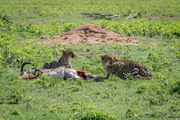 Cheetahs feeding on a male Impala kill.