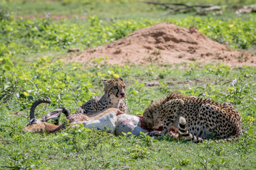 Cheetahs feeding on a male Impala kill.