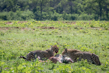 Cheetahs feeding on a male Impala kill.