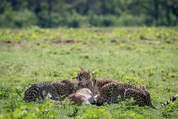 Cheetahs feeding on a male Impala kill.