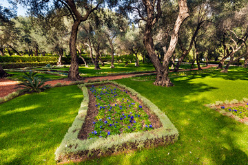 Beautiful  olive trees in the Bahai Gardens at Mount Carmel in Haifa, Israel, Middle East