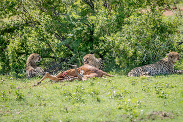 Cheetahs laying with an Impala kill.