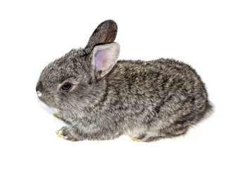 Photo of a small rabbit isolated on a white background
