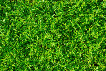 Photo of green grass texture in garden