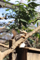 餌を食べるリス
