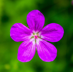 Photo of violet wild flower in Carpathian mountains