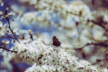 Fototapeta premium cherry blossom in spring