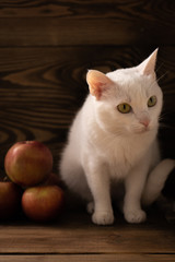 Vegetarian cat sits on a wooden table next to a juicy, fresh red apples and looks forward