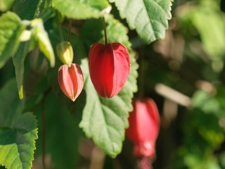 赤いホオズキ