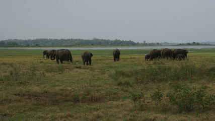 Naklejka na ściany i meble Elephants of Sri Lanka watched during a safari