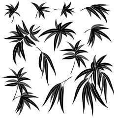 Set of Plant Pictograms, Willow Tree Leaves, Black on White. Vector