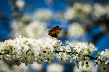 butterfly on flower