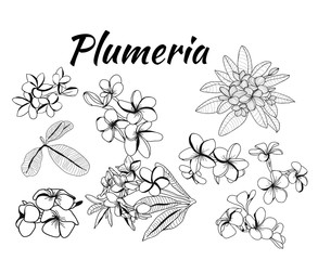Collection of plumeria flower and leaves, frangipani illustration.