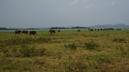 Elephants of Sri Lanka watched during a safari