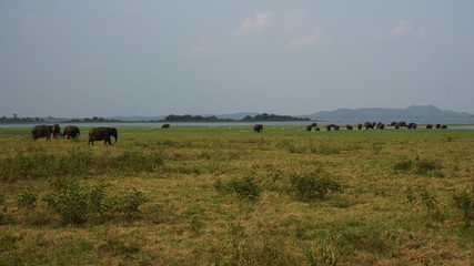 Fototapeta na wymiar Elephants of Sri Lanka watched during a safari