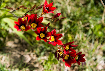 red sparaxis in the meadow