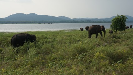 Elephants of Sri Lanka watched during a safari