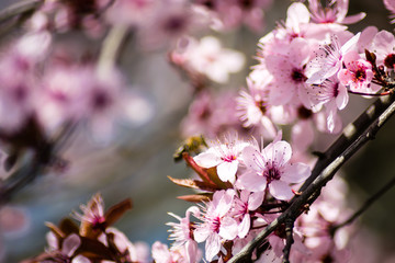 cherry blossom in spring