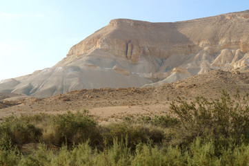 Green shrubs in Negev, desert and semidesert region of southern Israel, near Sde Boker kibbutz