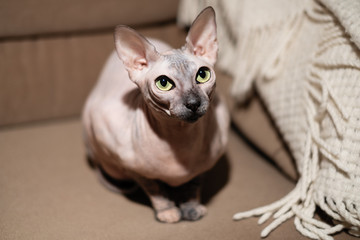 Fototapeta na wymiar Exotic hairless sphinx cat sitting on the couch