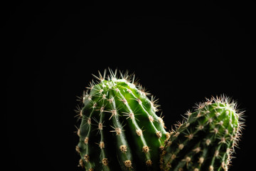decorative cactus in a pot on a black background with a space for the text © mira_y