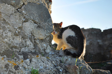 Cat on background of ancient ruins in Turkey