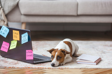 Little dog indoor. Pretty puppy with pc. Pet at the laptop working. Dog missing his owner. Jack Russel Terrier near the computer alone. Busy dog.