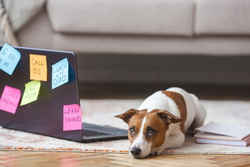 Little dog indoor. Pretty puppy with pc. Pet at the laptop working. Dog missing his owner. Jack Russel Terrier near the computer alone. Busy dog.