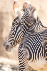 Fototapeta na wymiar Side View of a Zebra 