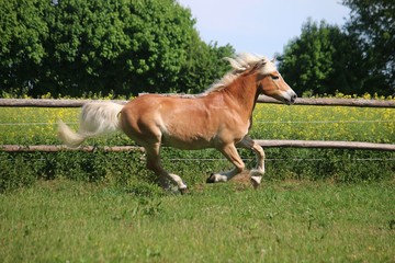 Naklejka na ściany i meble beautiful haflinger horse is running on a paddock in the sunshine