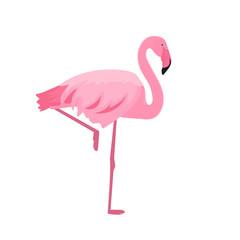 Pink flamingo stands on thin legs on a white background. Summer design