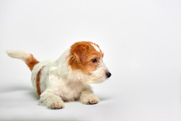 Jack Russell Terrier puppy close up on white background, copy space. Studio shot