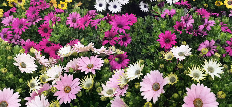 Margherite africane nel giardino, African daisies in the garden