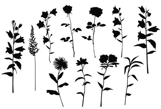 Set of silhouettes of flowers chamomile, daisy, campanula, rose,  wild flowers, vector, black  color, isolated on white background