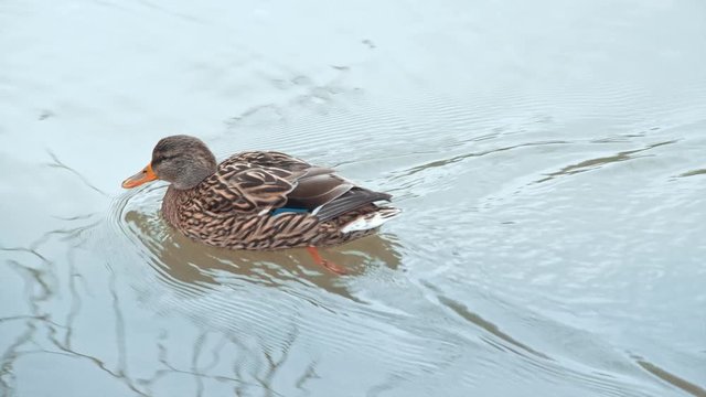 Beautiful mandarin duck floats on lake or river