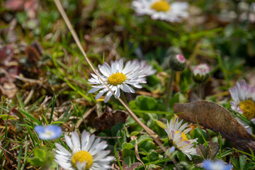 Fr&uuml;hlingsblumen beim Bl&uuml;hen