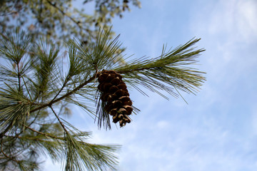 pine tree branch