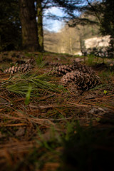 pine cones on the ground