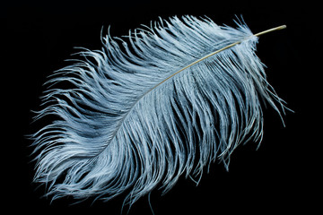 White ostrich feather on black background