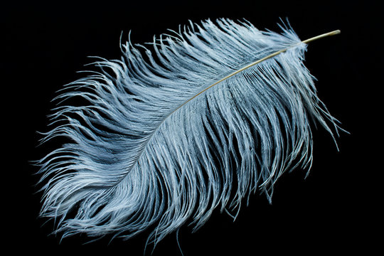 White Ostrich Feather On Black Background