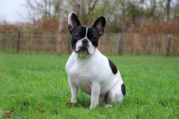 beautiful french bulldog is sitting in the garden