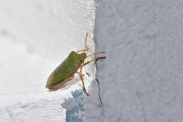 Beetle Palomena prasina on a white background indoors, close-up. Macro Photo