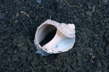 Close-up seashell on ground