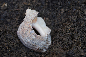 Close-up seashell on ground