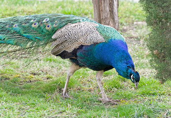 Obraz premium the Beautiful Peacock