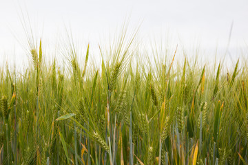 Green field of wheat
