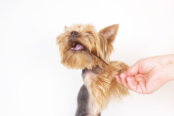 Yorkshire terrier dog with comb, grooming