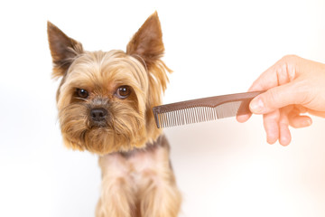 Yorkshire terrier dog with comb, grooming