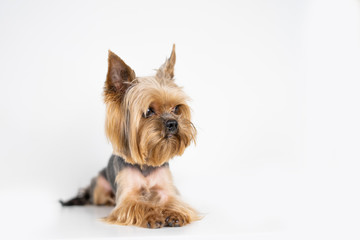 Dog yorkshire terrier on white background