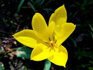 Yellow tulip opened up